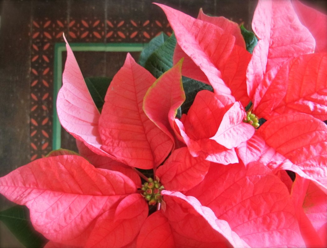 Poinsettias