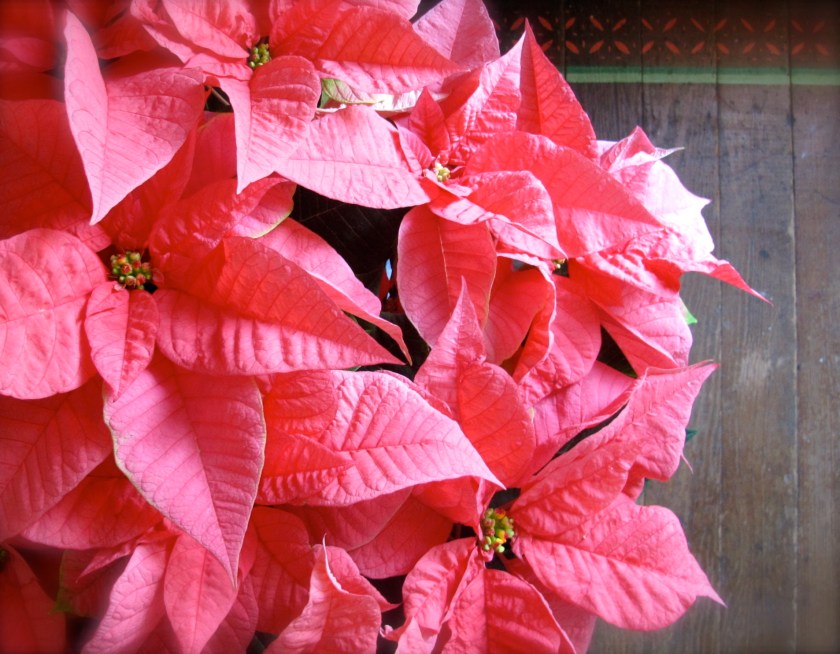 Poinsettias2