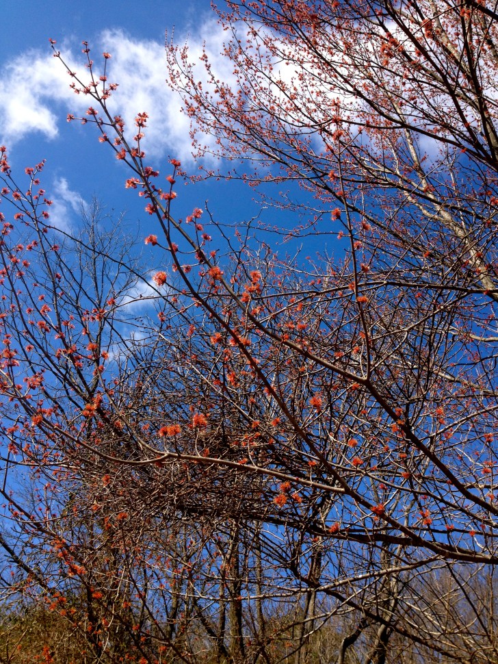 RedMapleInBloom
