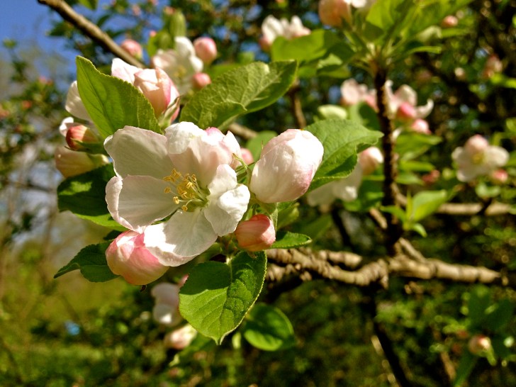 AppleBlossoms