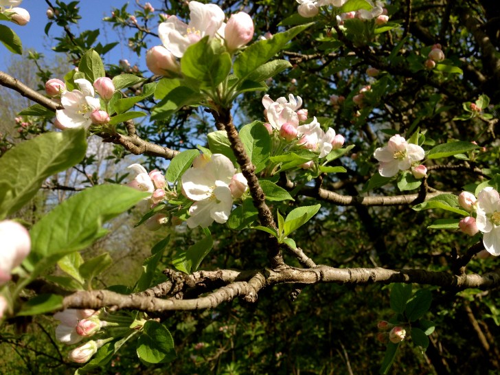 BloomingAppleBlossoms