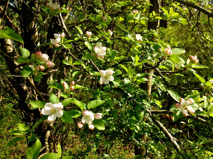 SpringAppleBlossoms