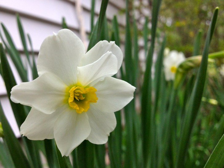 NarcissusDaffodil