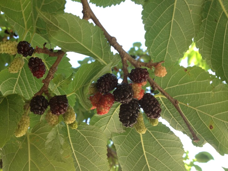 mulberries