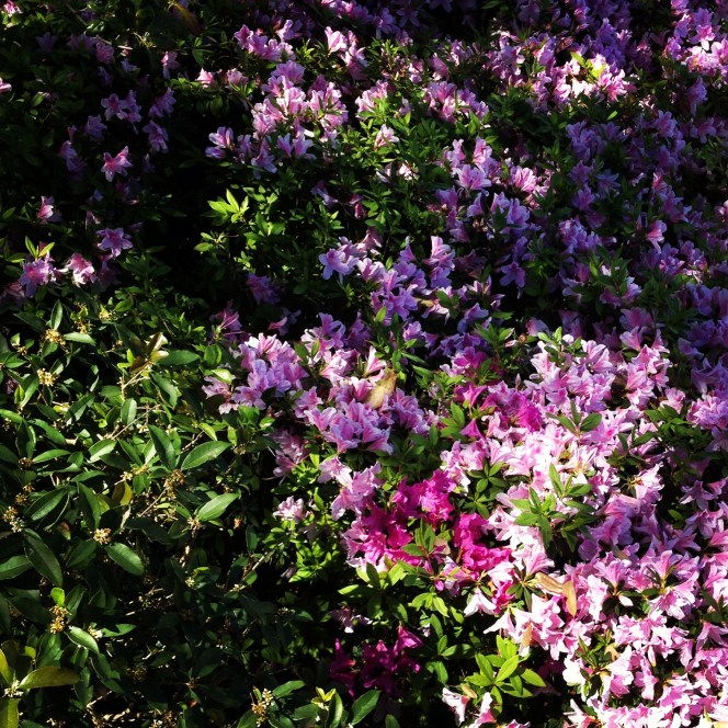 azaleas