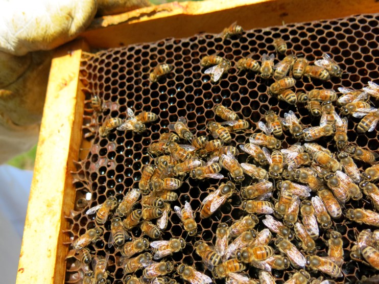 2015.4.20queencenter